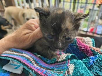 Precious -  Tortoiseshell Cat for Adoption in Stover, Missouri - Precious | PetCurious