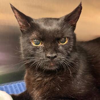 Simba -  Domestic Short Hair Cat for Adoption in Lynchburg, Virginia - Simba | PetCurious