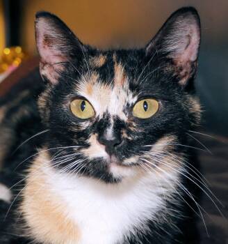 Hollywood -  Domestic Short Hair and Calico Cat for Adoption in Cincinnati, Ohio - Hollywood | PetCurious