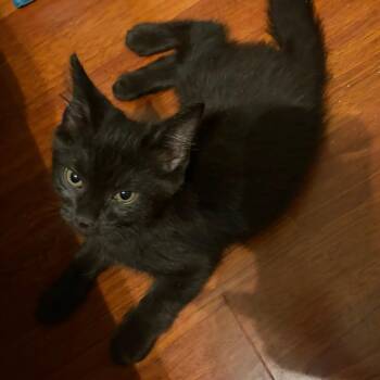 Polar Bear -  Domestic Short Hair Cat for Adoption in Philadelphia, Pennsylvania - Polar Bear | PetCurious