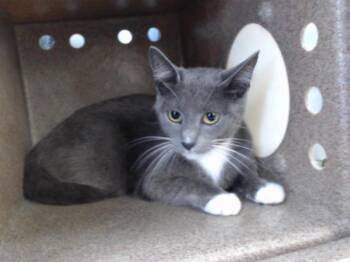 Domestic Short Hair Cats Available for Adoption in Orlando, Florida - ELGA | PetCurious