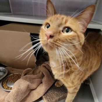 Fred -  Domestic Short Hair Cat for Adoption in Des Moines, Iowa - Fred | PetCurious