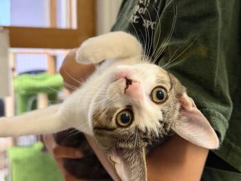 Sulley -  Domestic Short Hair Cat for Adoption in Peru, New York - Sulley | PetCurious