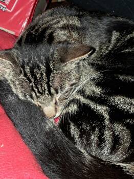 Tabby and Domestic Short Hair Cats Available for Adoption - Jet Puffin | PetCurious