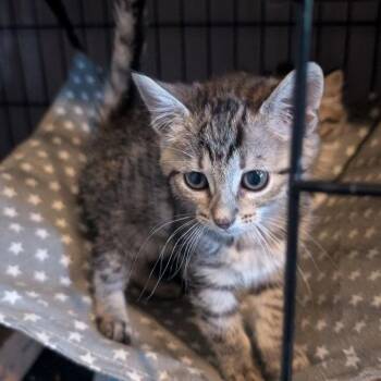 Domestic Medium Hair Cats Available for Adoption in Pikesville, Maryland - Mopsy & Lilliput | PetCurious
