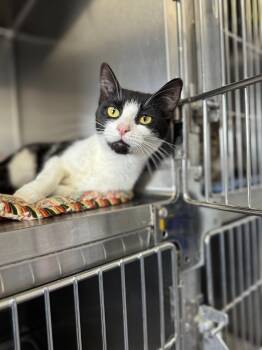 Rescue Domestic Short Hair Cats for Adoption in Prineville, Oregon - Midnight | PetCurious
