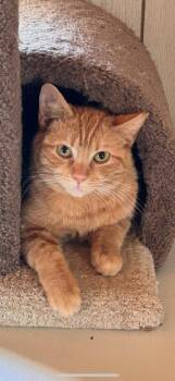 Waltrip -  Domestic Short Hair Cat for Adoption in Cromwell, Kentucky - Waltrip | PetCurious