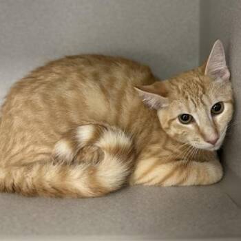 -Frank -  Tabby and Domestic Short Hair Cat for Adoption in Red Bluff, California - -Frank | PetCurious