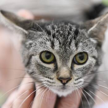 Rescue Domestic Short Hair Cats for Adoption in Redwood City, California - Dullahan | PetCurious