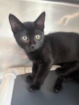 Casper -  Domestic Short Hair Cat for Adoption in Pomona, New York - Casper | PetCurious