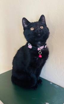 Rescue Domestic Short Hair Cats for Adoption in Las Vegas, Nevada - Judah | PetCurious