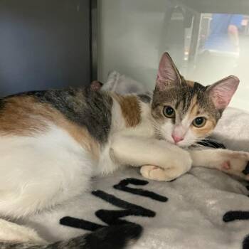 PR0695 Olive -  Domestic Short Hair Cat for Adoption in Port Washington, New York - PR0695 Olive | PetCurious
