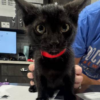 Demi -  Domestic Short Hair Cat for Adoption in Tampa, Florida - Demi | PetCurious