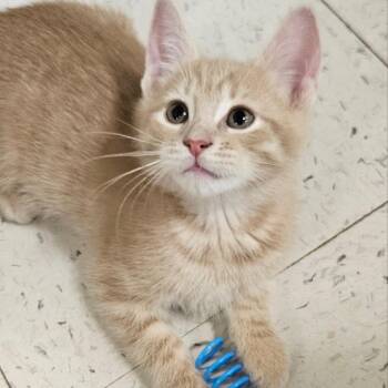 Gayle -  Domestic Short Hair Cat for Adoption - Gayle | PetCurious