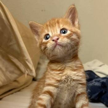 Theo -  Domestic Short Hair Cat for Adoption in San Antonio, Texas - Theo | PetCurious