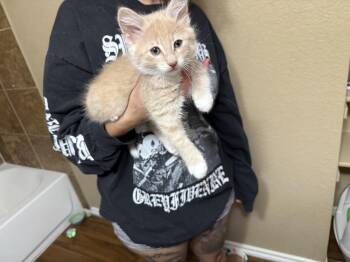 Domestic Short Hair and Tabby Cats Available for Adoption - Altivo JG 2 | PetCurious