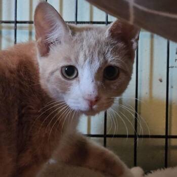 Virgil -  Domestic Short Hair Cat for Adoption in Catasauqua, Pennsylvania - Virgil | PetCurious