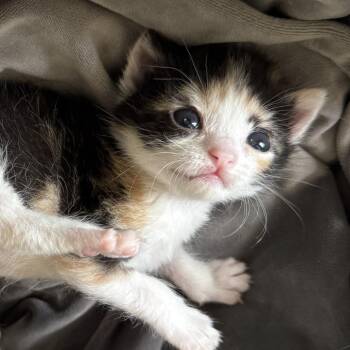 Just a Cutie 5 -  Domestic Short Hair Cat for Adoption in Austin, Texas - Just A Cutie 5 | PetCurious
