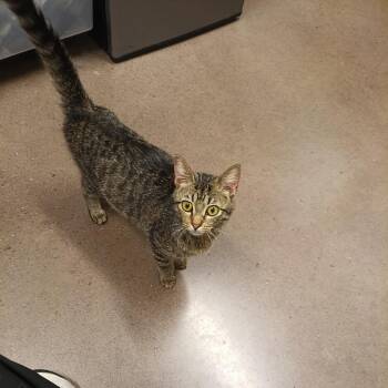 Domestic Short Hair Cats Available for Adoption in Chattanooga, Tennessee - Glittersparkle | PetCurious