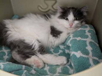 Domestic Medium Hair and Domestic Short Hair Cats Available for Adoption - Pound Cake | PetCurious