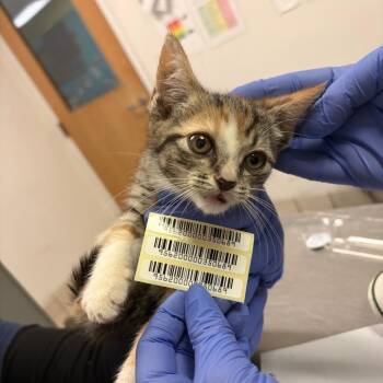 Hudson -  Domestic Medium Hair Cat for Adoption in Charleston, West Virginia - Hudson | PetCurious