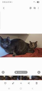 Rescue Domestic Short Hair Cats for Adoption in Bloomfield, Connecticut - Shaina And Juniper | PetCurious