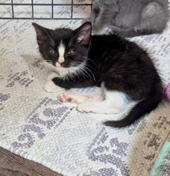 River -  Domestic Short Hair Cat for Adoption in North Babylon, New York - River | PetCurious