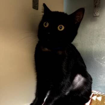 Domestic Short Hair Cats Available for Adoption - Squawk | PetCurious