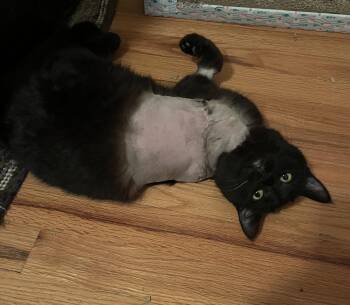 Domestic Short Hair Cats Available for Adoption in Denver, Colorado - Wildly (Tripod) | PetCurious