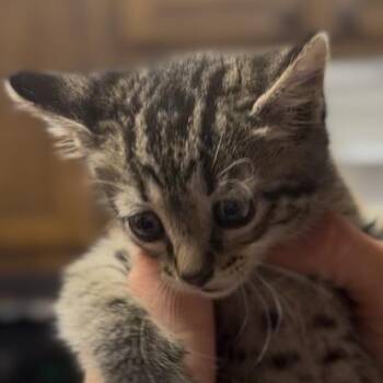 Kitten 3 -  Domestic Short Hair Cat Available for Adoption in Midland, Texas - Kitten 3 | PetCurious
