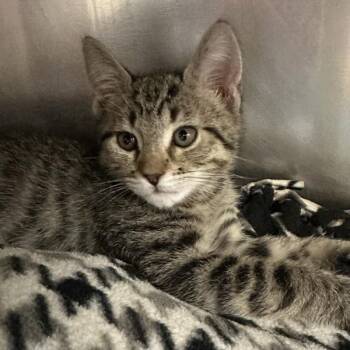 Jess -  Domestic Short Hair Cat for Adoption in Walnut Creek, California - Jess | PetCurious