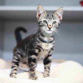 Shelby -  Domestic Short Hair Cat for Adoption in Atlanta, Georgia - Shelby | PetCurious