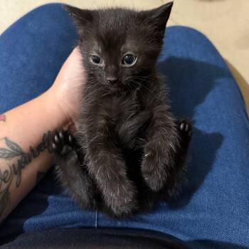 Paisley -  Domestic Short Hair Cat for Adoption in Hedgesville, West Virginia - Paisley | PetCurious