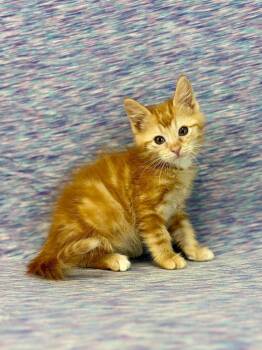 Howard -  Domestic Medium Hair Cat for Adoption in Nacogdoches, Texas - Howard | PetCurious
