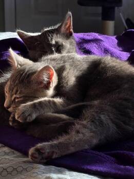 Empanada -  Domestic Short Hair Cat for Adoption in Elmsford, New York - Empanada | PetCurious