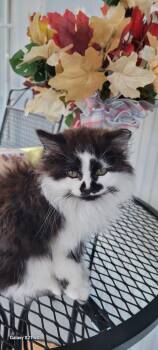 Domestic Long Hair Cats Available for Adoption in Roanoke, Alabama - Oreo | PetCurious
