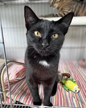 Rescue American Bobtail Cats for Adoption in Key West, Florida - Lady Capulet | PetCurious