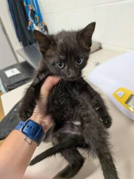 A534395 -  Domestic Short Hair Cat for Adoption in St. Peters, Missouri - A534395 | PetCurious