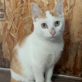 Dorito 26-08-041 -  Domestic Short Hair Cat for Adoption in Bastrop, Texas - Dorito 26-08-041 | PetCurious