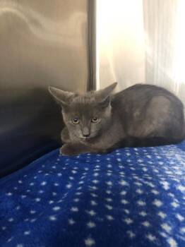 Shaina/ Lo Mein -  Domestic Short Hair Cat for Adoption in Glenfield, New York - Shaina/ Lo Mein | PetCurious