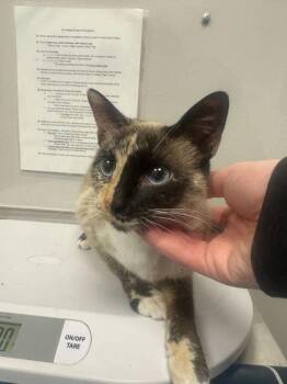 Domestic Short Hair Cats Available for Adoption - Kettle Corn | PetCurious