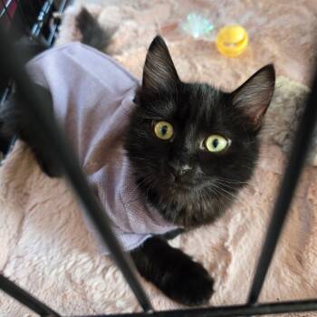 Rescue Domestic Long Hair Cats for Adoption in Jacksonville, Oregon - Ink Blot | PetCurious