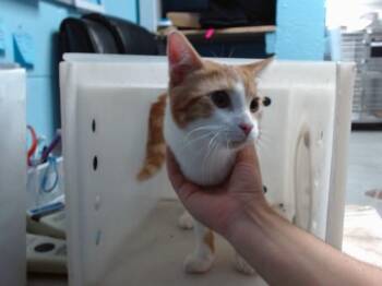GOLD -  Domestic Short Hair Cat for Adoption in Albuquerque, New Mexico - GOLD | PetCurious