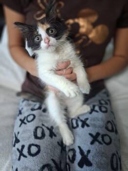 Little Monkey -  Calico Cat for Adoption in Homestead, Florida - Little Monkey | PetCurious