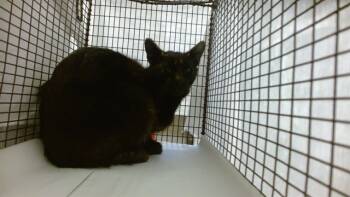 Rescue Domestic Long Hair Cats for Adoption in Doral, Florida - PRINGLE | PetCurious