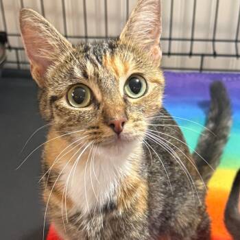 Cali -  Domestic Short Hair Cat for Adoption in Parkersburg, West Virginia - Cali | PetCurious