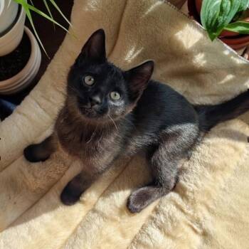 Pebbles -  Domestic Short Hair Cat for Adoption in Washington, Pennsylvania - Pebbles | PetCurious