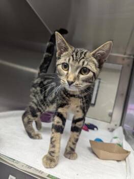 Watermelon Crawl -  Domestic Short Hair Cat for Adoption in West Chester, Pennsylvania - Watermelon Crawl | PetCurious