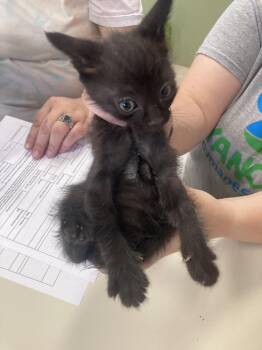 Domestic Short Hair Cats Available for Adoption in Burnsville, North Carolina - Rumba | PetCurious