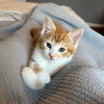 Domestic Short Hair Cats Available for Adoption - Shane 0326 DW | PetCurious